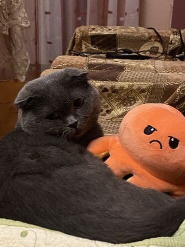 вислоухий британец: Шотладская вислоухая, Самец, Для вязки, Бесплатная доставка, Доставка в районы — 3