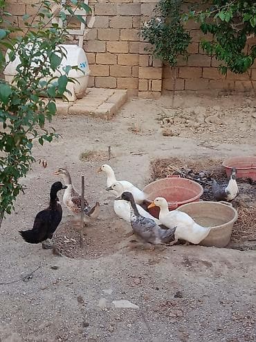 eşşək qiyməti: Görduyunuz kurt ördəy Erkəy macar lal ördək 11 dənə də böyuk səsli — 3