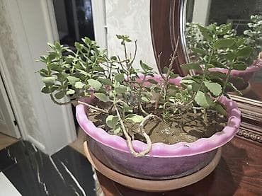 qadin xosbextlik gulu: Kalanxoe bitkisi 2 eded boyuk dibceklerde. Azi 7-8 illikdir — 2