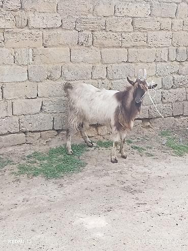 mal qara: Erkək keçi – yerli cins - Sağlam, aktiv və yemə uyğunlaşması yaxşıdır — 2