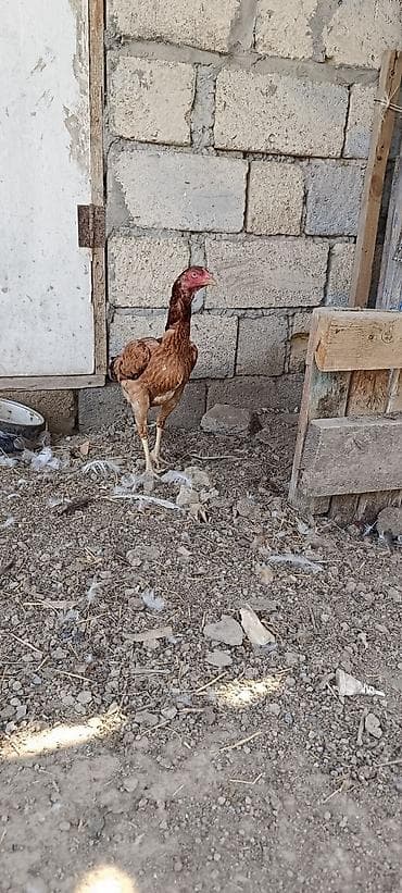itler tap az: 11 ayliq heyrati fere satilir. yumurtlayir . barterde mumkundu — 3