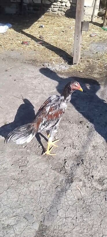 Satılır iyunun 4 cıxıb banlamır