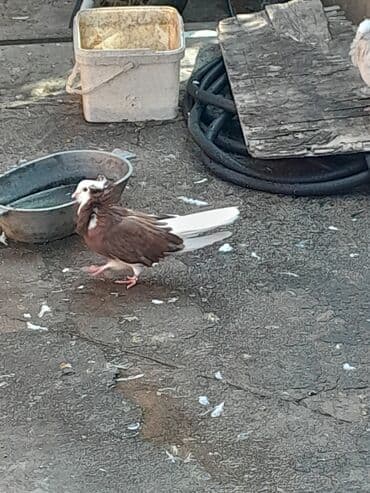 göyercin yuvası: Göyərçinlər Təsvir: - Fotolarda müxtəlif rəng kombinasiyalı bəzəkli — 4