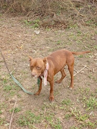 İtlər: Pitbul — 3