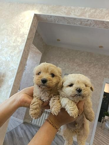 pitbul sekilleri: Pudel, 2 ay, Erkek — 6