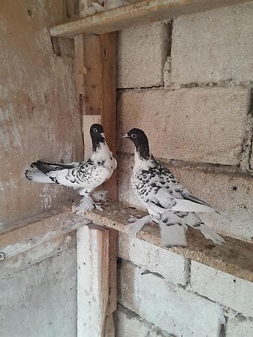qus: Salam olsun her kese quslar tam saglam aktiv kevenden cixib qiziblar — 1