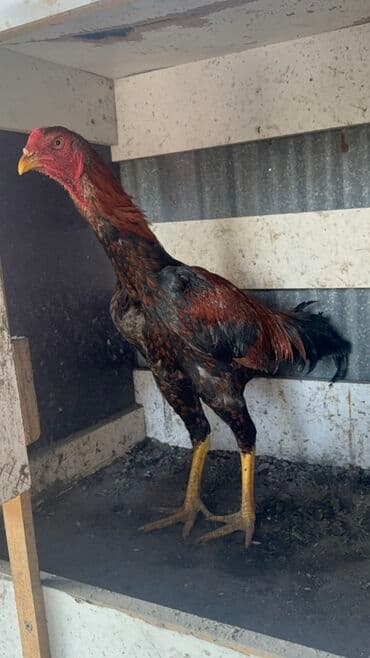 Информатика: Heyratı satılır real alıcıya endirim olacaq - Növ: kənd toyuğu/xoruz — 1