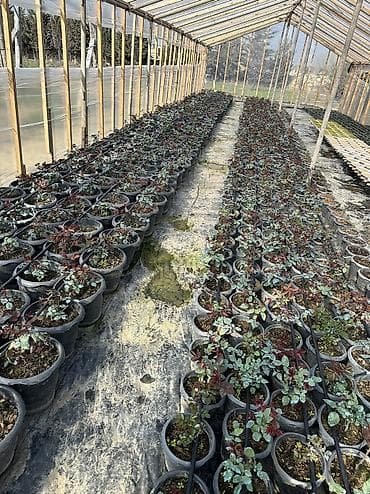 Саженцы деревьев: Dibçəkdə qızılgüllər satılır. Böyük dibçək 4 azn orta 3 azn kiçik — 5