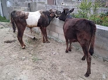 imişli mal bazarı: Dana, buzov, Erkək, ay: 1, 100 kq, Ətlik, Ünvandan götürmə, Ödənişli çatdırılma — 4