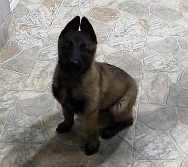 sahiblendirilen itler: Belçika çoban iti, 2 ay — 2