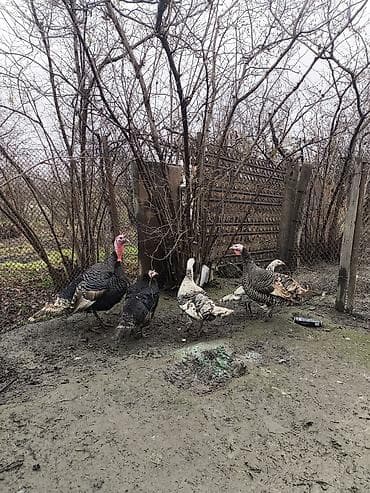 buzov satisi: Erkək, Damazlıq — 4