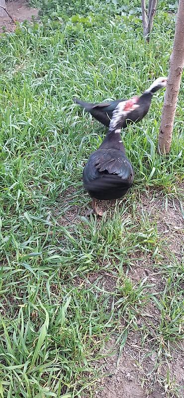 kuban ördək: 8 aylıq Lal ördekler .bir fere bir xoruz çütü 65 manat .xoruz aktiv — 4