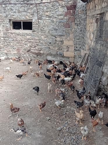 il: Toyuq cücələri, Ətlik, Ünvandan götürmə — 8