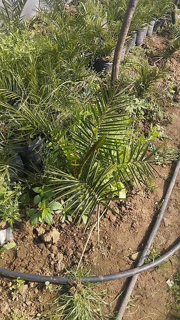 otaq bitkiləri: Xurma (xurma xurması) fidanları – istixanada yetişdirilmiş dekorativ — 3