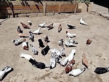 amadin qusu: Salam quslar maşdagadadi hopdom 7manatdan tek tek sec götur 10manat — 3