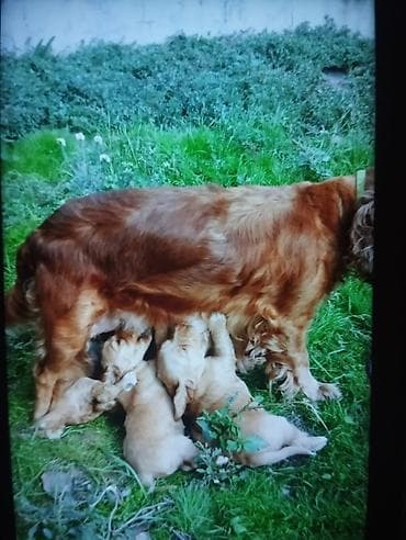 dişi: Koker spaniyel, 1 ay, Dişi, Sənədli, Ödənişli çatdırılma — 7