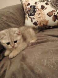 pişiklər bala: Şinşilla, Erkək, Yaxşı əllərə, Ünvandan götürmə — 4