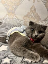 maykonq pişiyi: Şotland yastı qulaq — 4