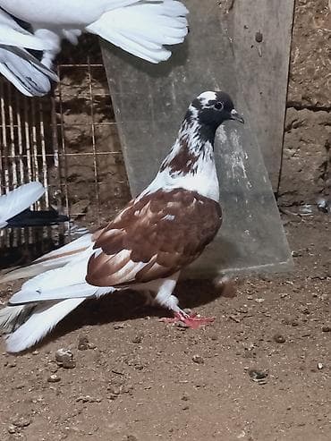 bulbul quşu: Salam 6 dene secme quşlardi hamsi saglam bala veren heyvandi ucuşlarda — 2