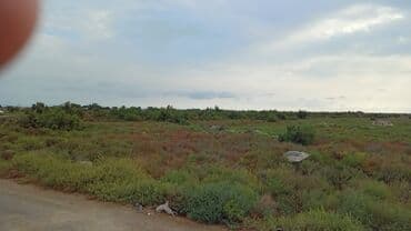 sulutəpə çiçək qəsəbəsi: 5 sot, Kənd təsərrüfatı, Kupça (Çıxarış) — 3