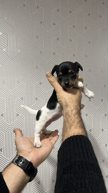 heyvan bazari itler: Cek rassel teryer, 2 ay, Dişi, Ünvandan götürmə — 6