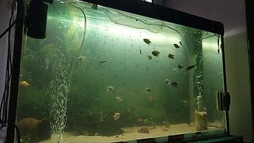 Digər heyvanlar: Akvaryum.baliglari satilir — 2