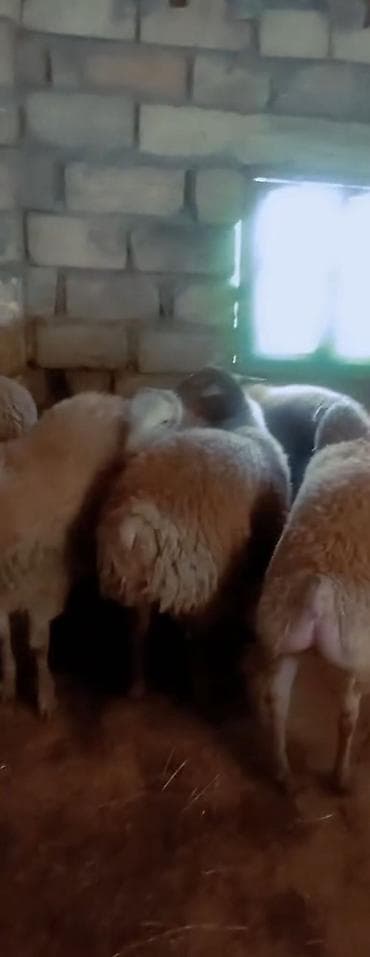Dişi, il: 1, Damazlıq, Pulsuz çatdırılma