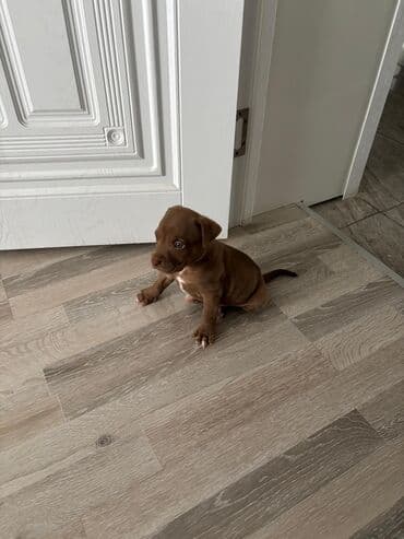 щенок в хорошие руки: 1 месяц — 3