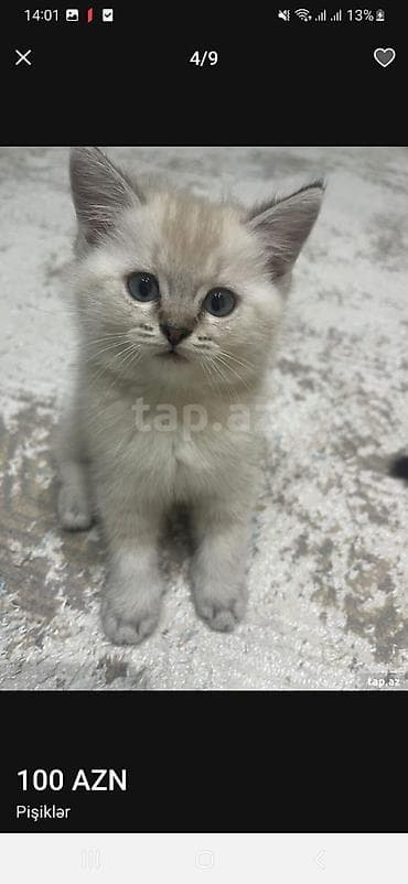 ev pişiyleri: Britan, Erkək, Dişi, Yaxşı əllərə, Ünvandan götürmə, Pulsuz çatdırılma, Ödənişli çatdırılma — 9