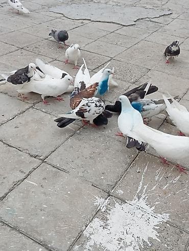 amadin quşu: Tək tək 10 azn hopdum endirim olacaq — 3