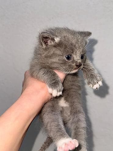 sarı british: Britan — 2