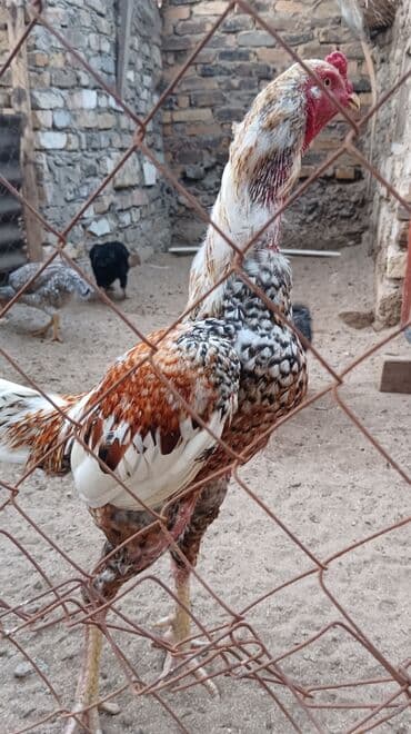 etibarlı ələrə verilir: Pileymut heyratı yumurtası biri 2 manata catırılma yoxdur isdeyen — 1