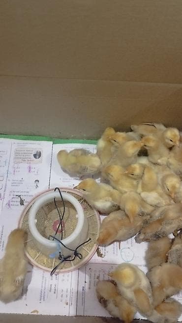 Digər heyvanlar: Prob ucun inqibatora qoymusdum 26 dene yubleynaya kucinskaya cucesi — 3