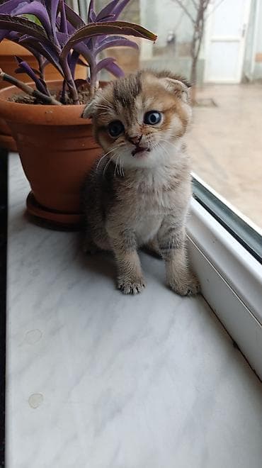 tap az pişik: Şotland yastı qulaq — 4