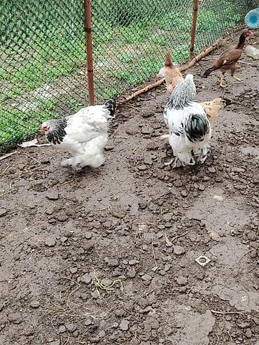 toyuq quba: Toyuq, Brama, Damazlıq — 5