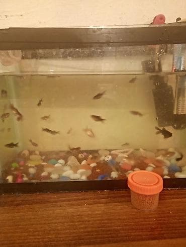 akvarium balıq: Teleskop baliglari 1ededi 1manata Akvaryum və balıqlar komplekti - — 3