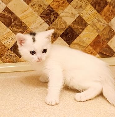 Digər heyvanlar: Britan, Pulsuz çatdırılma — 3