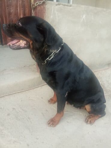 Rotveyler, 2 il, Dişi