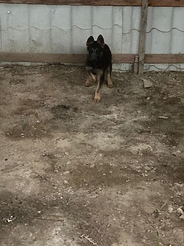 paroda it: Alman çoban iti — 1
