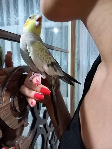 Karella satılır.Adı Kukidir. Tam sağlamdır.1 yaşı var.Əldə durur və