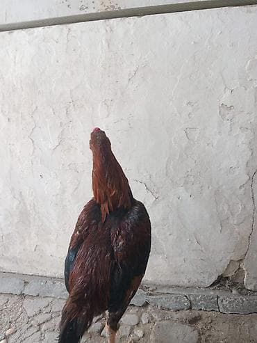 Quşlar: Xoruz, Heyratı, il: <1, Ünvandan götürmə — 1