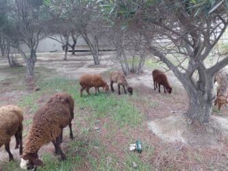 balasına süd vermeyen qoyun: Qoyunlar – yerli ətlik/südlük sürüdən - Növ: yerli qoyun (qəhvəyi — 12