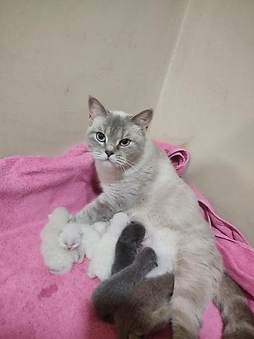 pişiy balası: Britan — 6