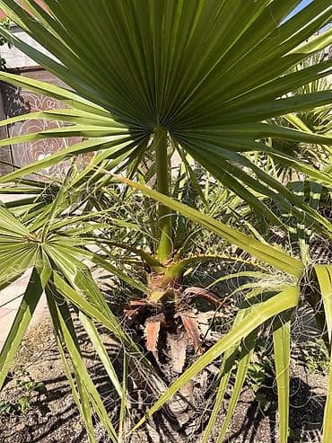 devedabani bitkisi: Məhsul: Fan yarpaqlı palma (Washingtonia filifera/robusta tipli) — 2