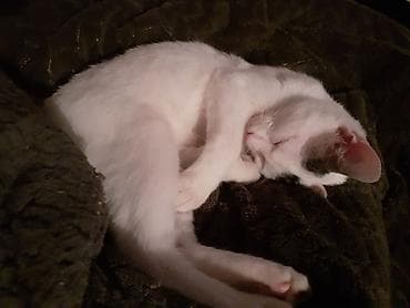 meymun balasi satiram: Dişi — 4