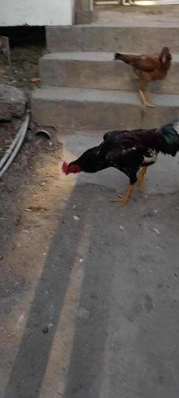 Xoruz, il: 1, Ünvandan götürmə