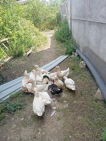 Heyvanlar: Satılır kökdu kesilesidi — 4