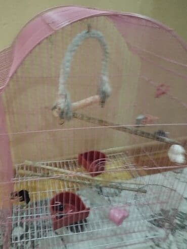 karlik dovsan satisi: Quş qəfəsi – geniş və funksional - Rəng: çəhrayı (metal karkas) - — 2