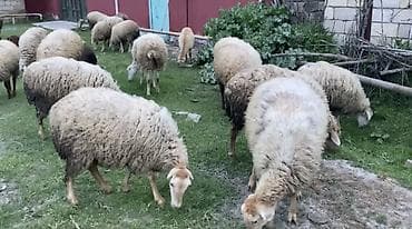 Salam aleykum 12 baş dişi toglulardi. quzulugundan saxlayiram saglam