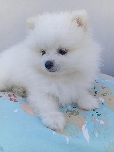 heyvan evləri: Şpitz — 1